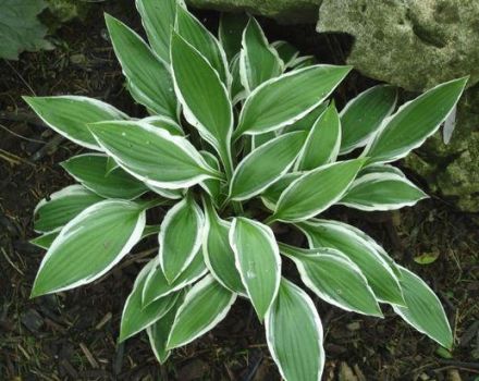 Description and characteristics of Blue Angel hosts, planting rules and care