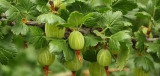 Wie man eine Standard-Stachelbeere pflanzt, wächst, pflanzt und pflegt