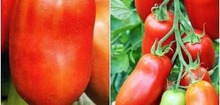 Beschreibung der Hugo-Tomatensorte, ihrer Eigenschaften und Produktivität