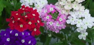 15 best varieties of garden verbena with characteristics and descriptions