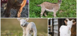 Wie man Durchfall bei Kindern zu Hause behandelt, Medikamente und Volksheilmittel