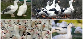 Wachsender Mulard zu Hause für Anfänger und wie man Vorwürfe macht