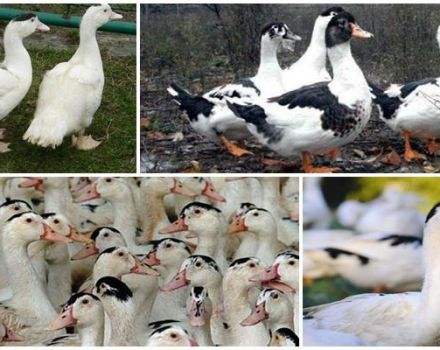 Wachsender Mulard zu Hause für Anfänger und wie man Vorwürfe macht