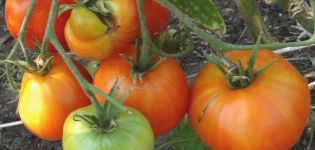Description and characteristics of the tomato variety Kurnosik