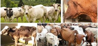 Symptoms and routes of transmission of brucellosis in cattle, treatment regimen and prevention