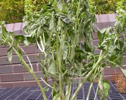 Weiße Blüte, Mehltau und Minzschädlinge und deren Bekämpfung