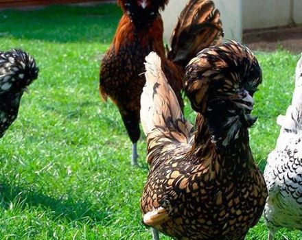 Description et histoire d'origine des poulets de race Padoue, règles d'entretien et de soins