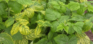 Comment traiter les framboises des parasites pendant la floraison et la fructification?