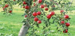 Sélection du sol optimal pour planter un pommier: nous déterminons l'acidité et l'alcalinité, le type de sol nécessaire