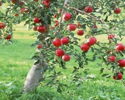 Sélection du sol optimal pour planter un pommier: nous déterminons l'acidité et l'alcalinité, le type de sol nécessaire