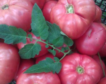 Description de la variété de tomate cadeau Tsar et ses caractéristiques