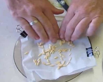 Comment faire tremper et traiter les graines de concombre dans du peroxyde d'hydrogène avant la plantation?