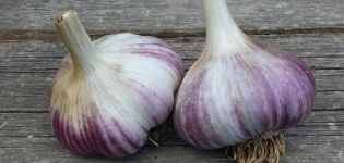 Beschreibung der Knoblauchsorte Alkor, Merkmale des Anbaus und der Pflege