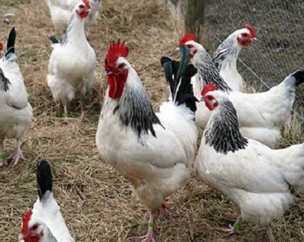 Caractéristiques et description de la race de poulets Adler Silver, leur contenu