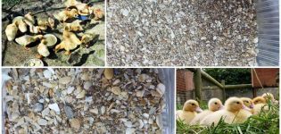 Noms des 4 meilleurs remèdes vitaminés pour les canetons et lesquels donner à la maison