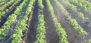 Règles pour la culture des pommes de terre en utilisant la technologie néerlandaise