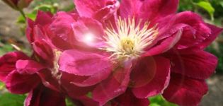 Description et subtilités des variétés de clématites en croissance Red Star