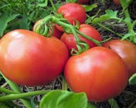 Description de la variété de tomates Yana, caractéristiques de culture et rendement