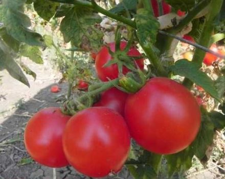 Beschreibung der Zinulya-Tomatensorte und ihrer Eigenschaften
