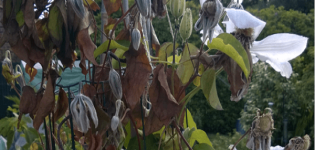 Symptome und Behandlung von Clematis-Erkrankungen, Ursachen und wie man sie loswird