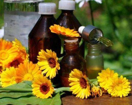 Propriétés médicinales et contre-indications du calendula, utilisation en médecine traditionnelle