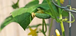 Beschreibung der Gunnar-Gurkensorte, ihrer Eigenschaften und ihres Anbaus