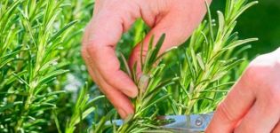 Planter et entretenir le romarin en extérieur