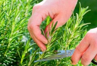 Planter et entretenir le romarin en extérieur