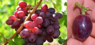 Beschreibung und Eigenschaften der Rebsorten in Erinnerung an den Lehrer, Geschichte und Vor- und Nachteile