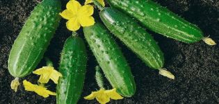 Beschreibung der Libellengurkensorte und des Anbaus