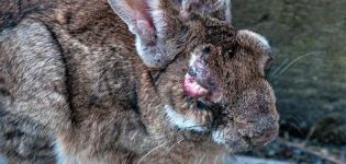 Symptômes de la myxomatose chez le lapin et méthodes de traitement de la maladie à la maison