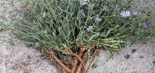 Comment récolter et sécher les racines et les fleurs de chicorée à la maison