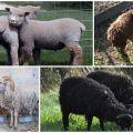 Description des 6 plus petites races de moutons nains et leur contenu