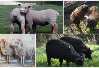 Description des 6 plus petites races de moutons nains et leur contenu