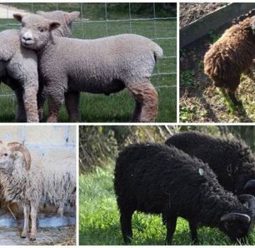Description des 6 plus petites races de moutons nains et leur contenu