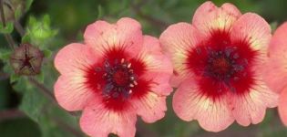 Description des variétés de Potentilla népalais, application en aménagement paysager