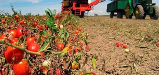 Comment cultiver et entretenir correctement les tomates en plein champ dans la région de Moscou