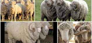 Description et caractéristiques des moutons de la race Stavropol, régime et élevage