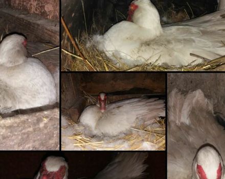 Après combien de jours d'incubation les canetons éclosent sous le canard et la taille de la couvée