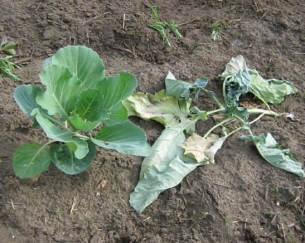 Warum Kohl verdorrt und was zu tun ist, wie zu gießen