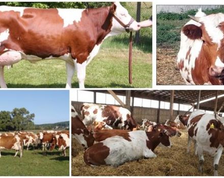 Top 2 systems and 2 best ways of keeping and breeding livestock, technology
