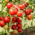 Eigenschaften und Beschreibung der Tomatensorte Lyubasha und ihres Ertrags