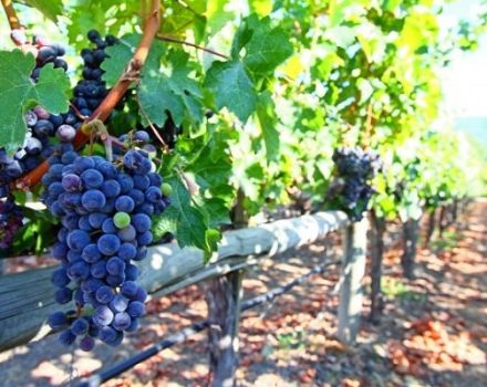 Comment attacher correctement les raisins à un treillis au printemps, méthodes et instructions étape par étape pour les débutants