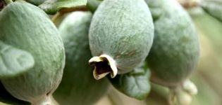 Growing and caring for feijoa in the open field and at home, useful properties