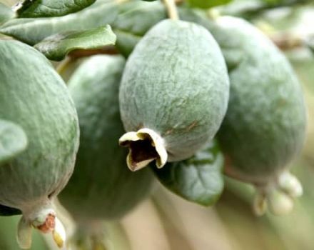 Wachsen und Pflegen von Feijoa auf freiem Feld und zu Hause, nützliche Eigenschaften