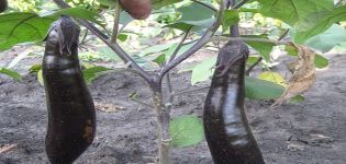 Description de la variété d'aubergine King of the North F1, avantages et inconvénients