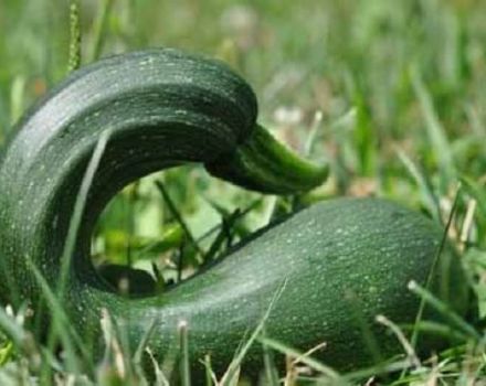 Warum Zucchini unregelmäßig geformt werden, was ihnen fehlt