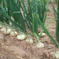 Description des oignons, plantation, culture et soins en plein champ