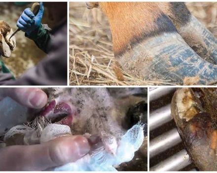 Causes et symptômes de la nécrobactériose des animaux, traitement et prévention du bétail