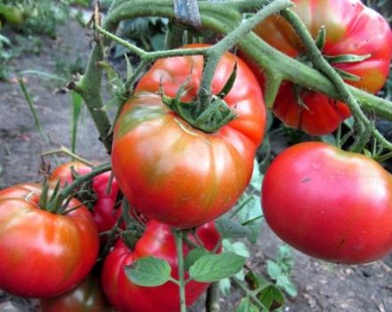 Eigenschaften und Beschreibung der Tomatensorte Sugar Nastasya, deren Ertrag